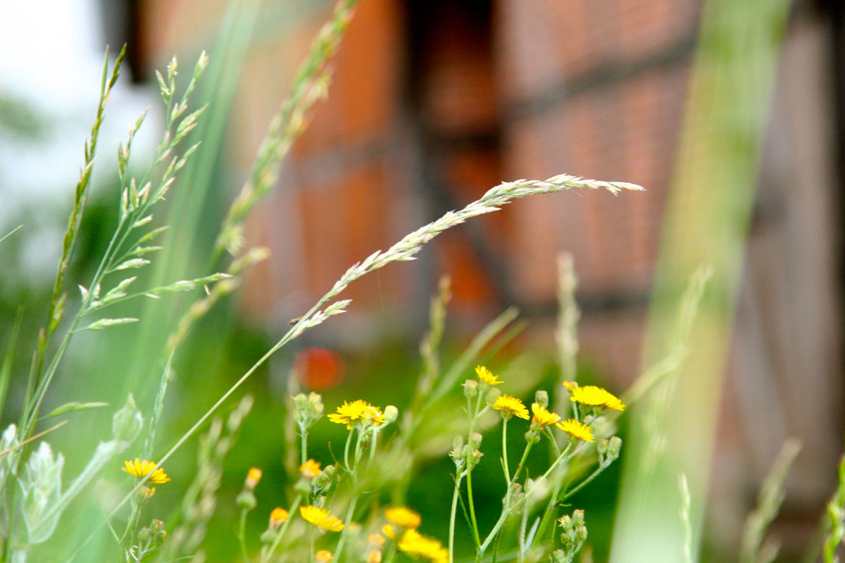 frisches Grün vor den Scheunen